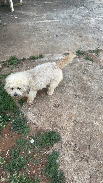 Shiztu Poodle Mix Puppies