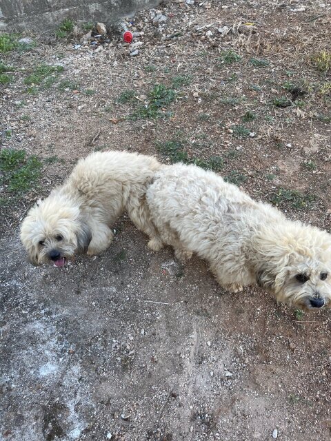 Shiztu Poodle Mix Puppies