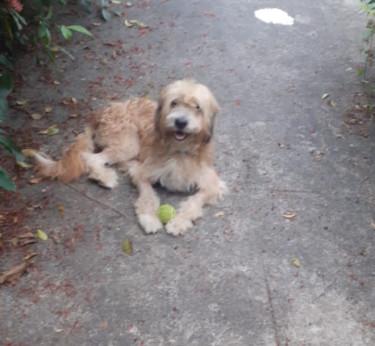 Adult Male Shih Tzu Mix 