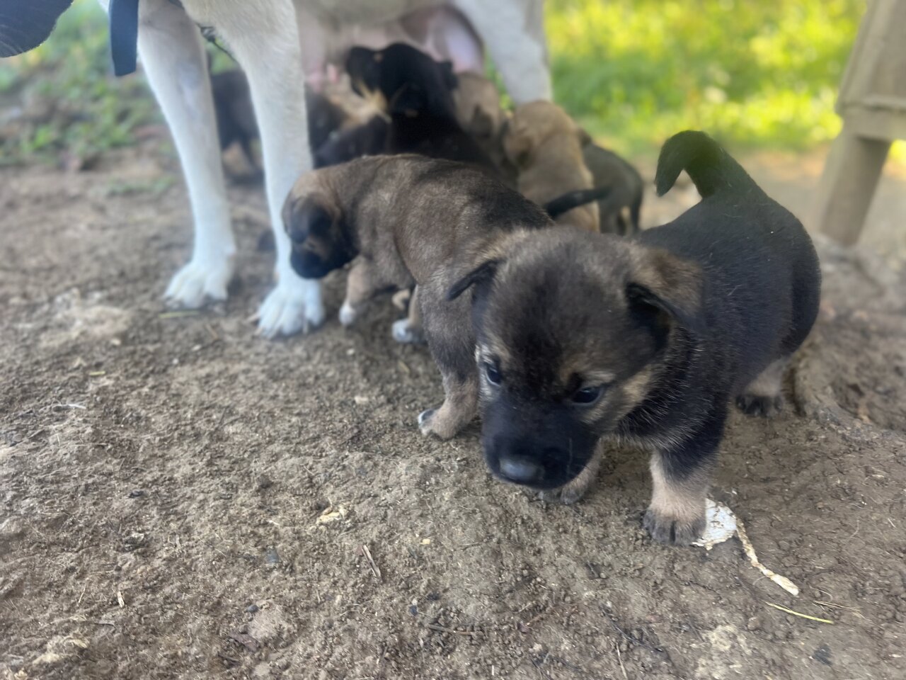 Akita X German Shepherd For Sale - Delivery Only