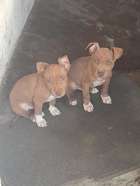 Red Nose Pitbull Puppies Need Home