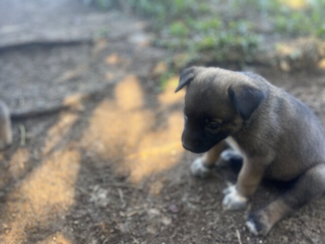 Akita X German Shepherd Mix