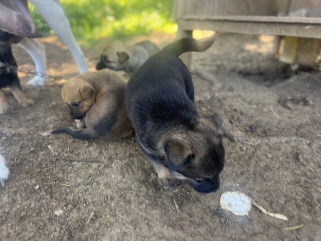 Akita X German Shepherd Mix