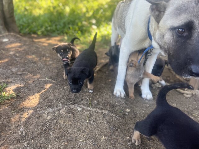 Akita X German Shepherd Mix