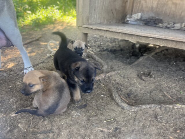 Akita X German Shepherd Mix