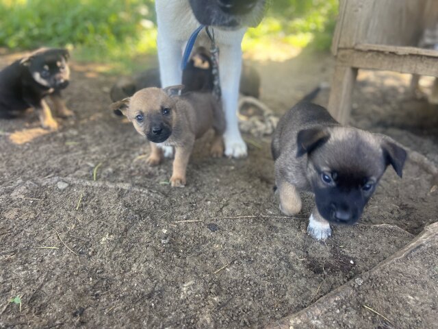 Akita X German Shepherd Mix