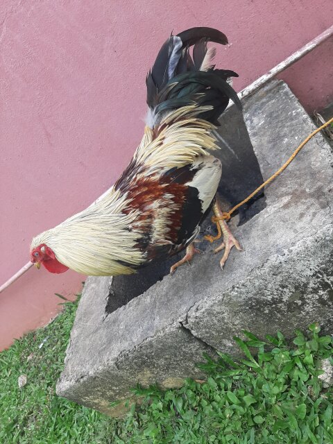 Grey Gamefowl Hacth (berchin)