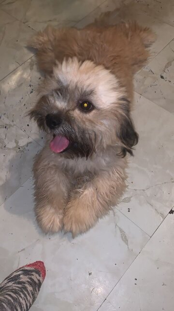 8 MONTHS OLD Shi Tzu Mixed With Pomeranian