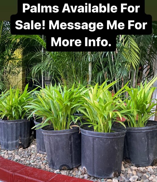 Areca Palm For Sale 80 In STOCK