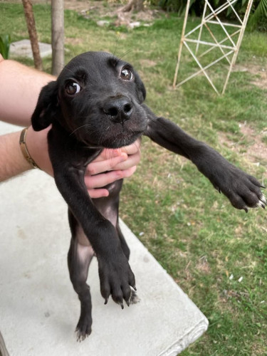 Large Breed Puppies