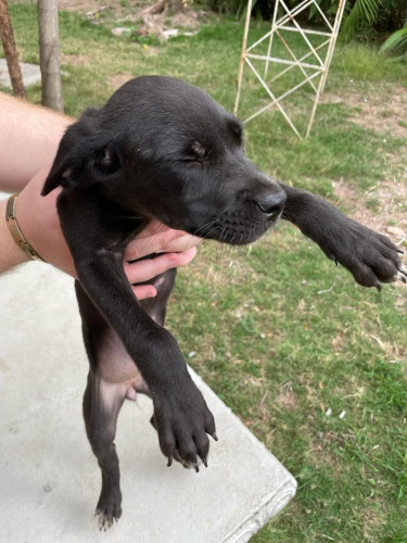 Large Breed Puppies