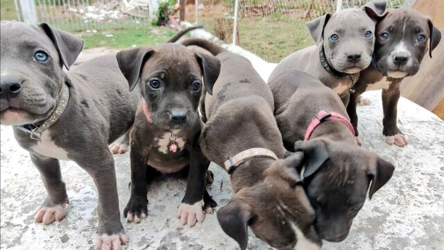 Pitbull X Bullmastiff Puppies