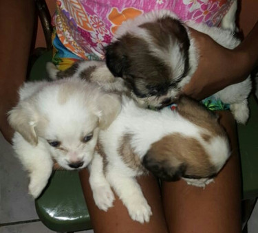 Shih Tzu Poodle Puppies For Sale!!!
