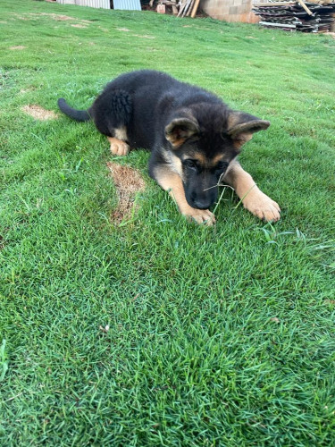 Registered Male German Shepherd Pup