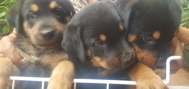 ROTTI/ GER. SHEPHERD PUPPIES FOR SALE