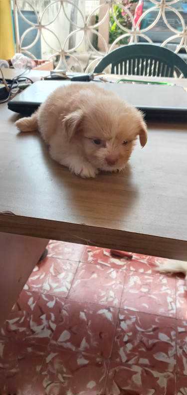 7 Weeks Old Pomeranian Mix With Shiht Zhu Puppies