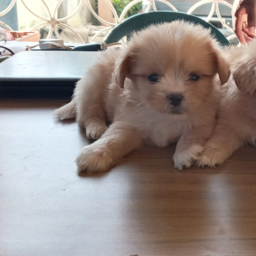 7 Weeks Old Pomeranian Mix With Shiht Zhu Puppies
