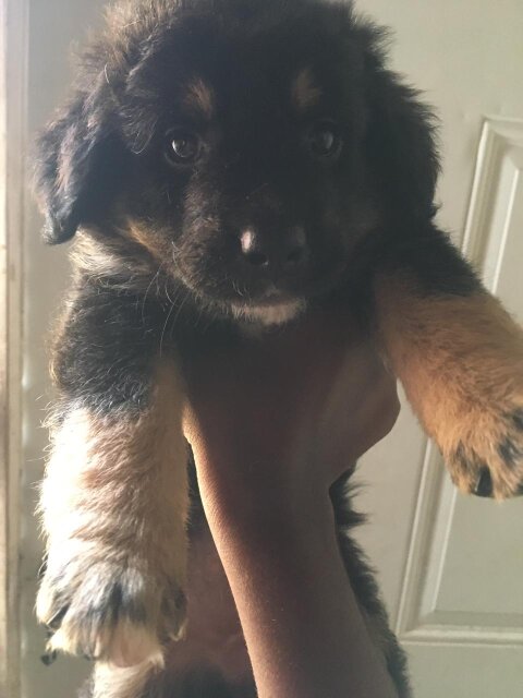 Golden Retriever& German Shepherd Mix Breed