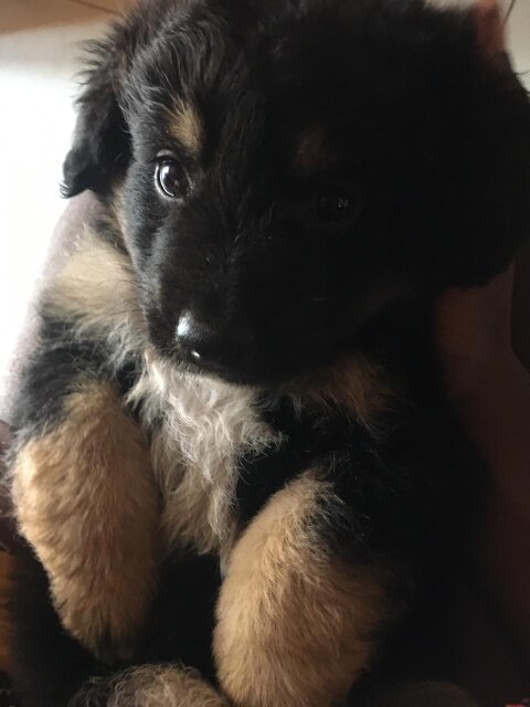 Golden Retriever& German Shepherd Mix Breed