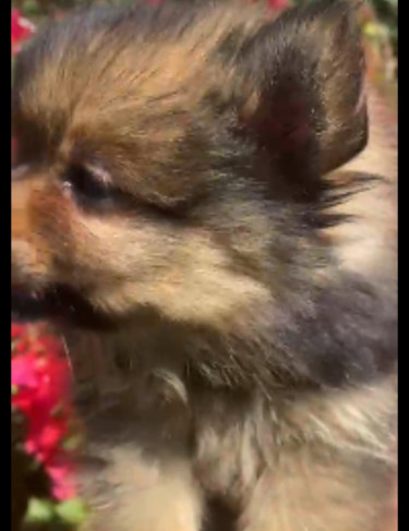 Pomeranian Registered Female&male Fully Vaccinated