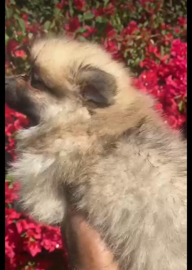 Pomeranian Registered Female&male Fully Vaccinated