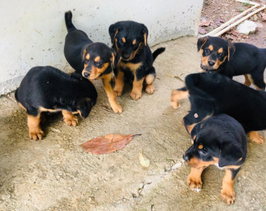 Rottweiler & German Shepherd Mixed Puppies