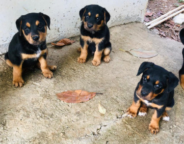 Rottweiler & German Shepherd Mixed Puppies