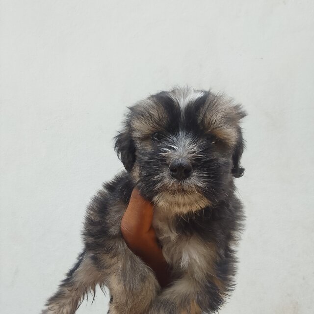 Shih Tzu Pups One With Blue Eyes