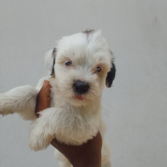 Shih Tzu Pups One With Blue Eyes