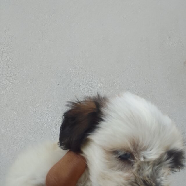 Shih Tzu Pups One With Blue Eyes