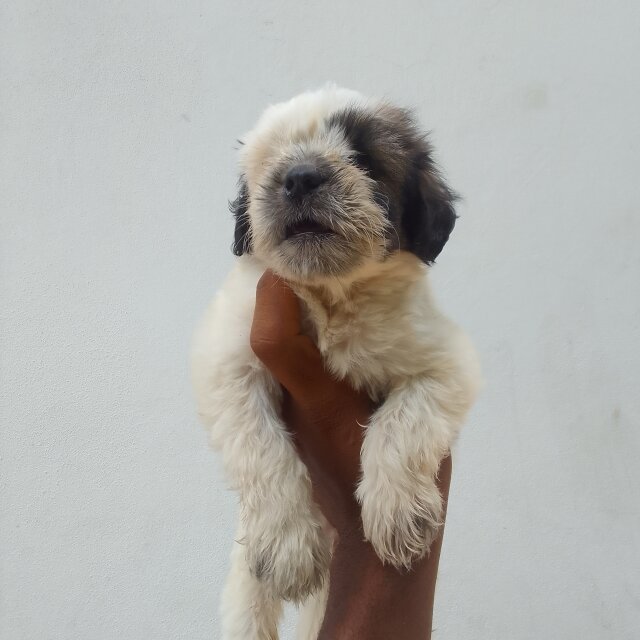 Shih Tzu Pups One With Blue Eyes