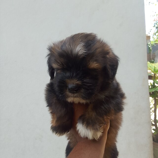 Shih Tzu Pups One With Blue Eyes