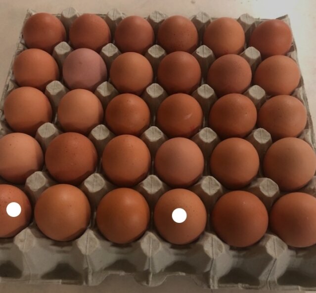 EGGS For Sale
