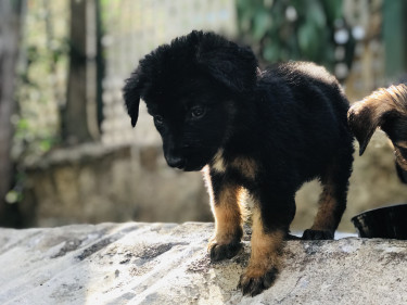 German Shepard X Labrador Mix 