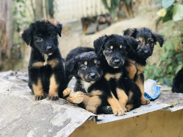 German Shepard X Labrador Mix 