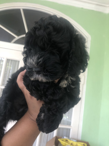 Cockapoo Puppies 1st Vaccine Given 7wks 