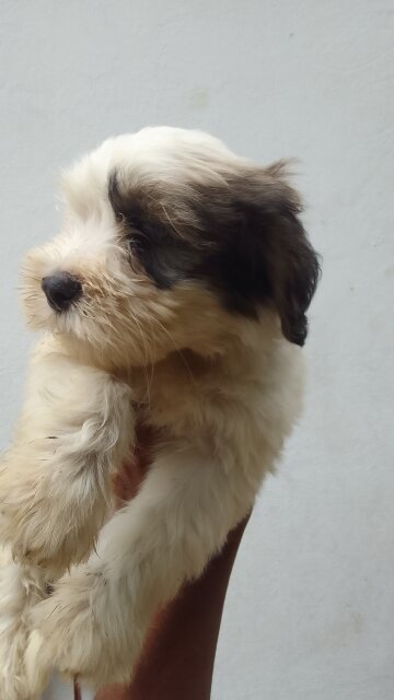 Shih Tzu Male