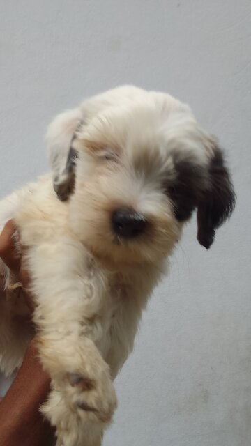 Shih Tzu Male