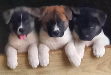 Akita Pups  (9 Weeks Old)