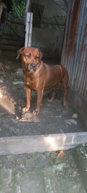 Audlt Mastiff Mix Rottweiler