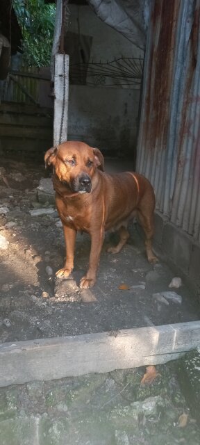 Audlt Mastiff Mix Rottweiler