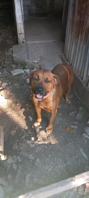 Audlt Mastiff Mix Rottweiler