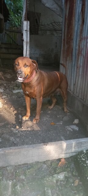 Audlt Mastiff Mix Rottweiler