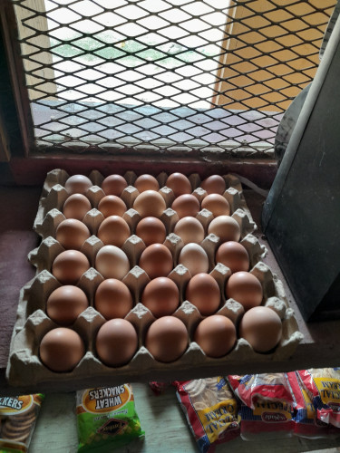 Eggs Forsale 