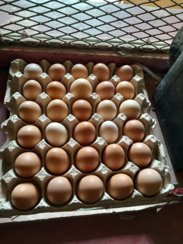 Eggs Forsale 