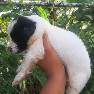 SHIH TZU MIX PUPPIES FOR SALE