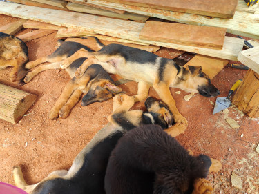 Fully Vaccinated Female German Shepherd Puppies