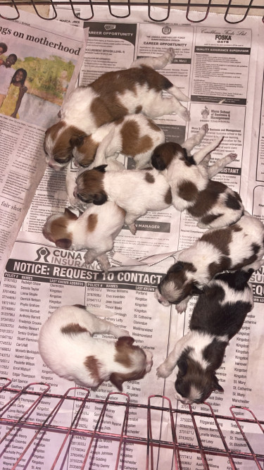 Shihpoo Puppies For Sale 