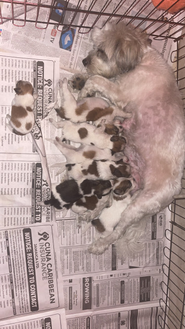 Shihpoo Puppies For Sale 