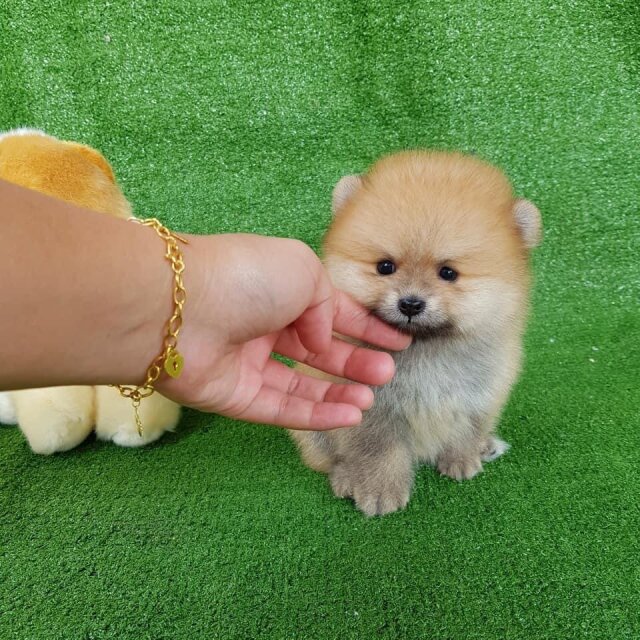 Pomeranian For Sale